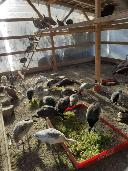 Vand pauni si fazani