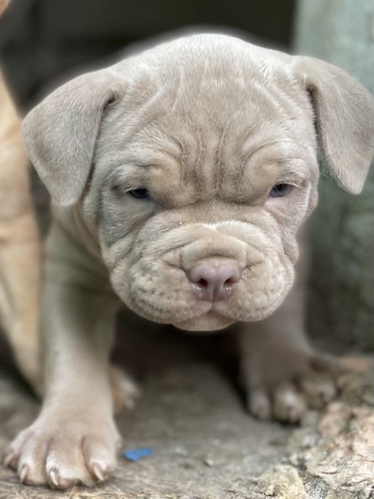 Американский булли