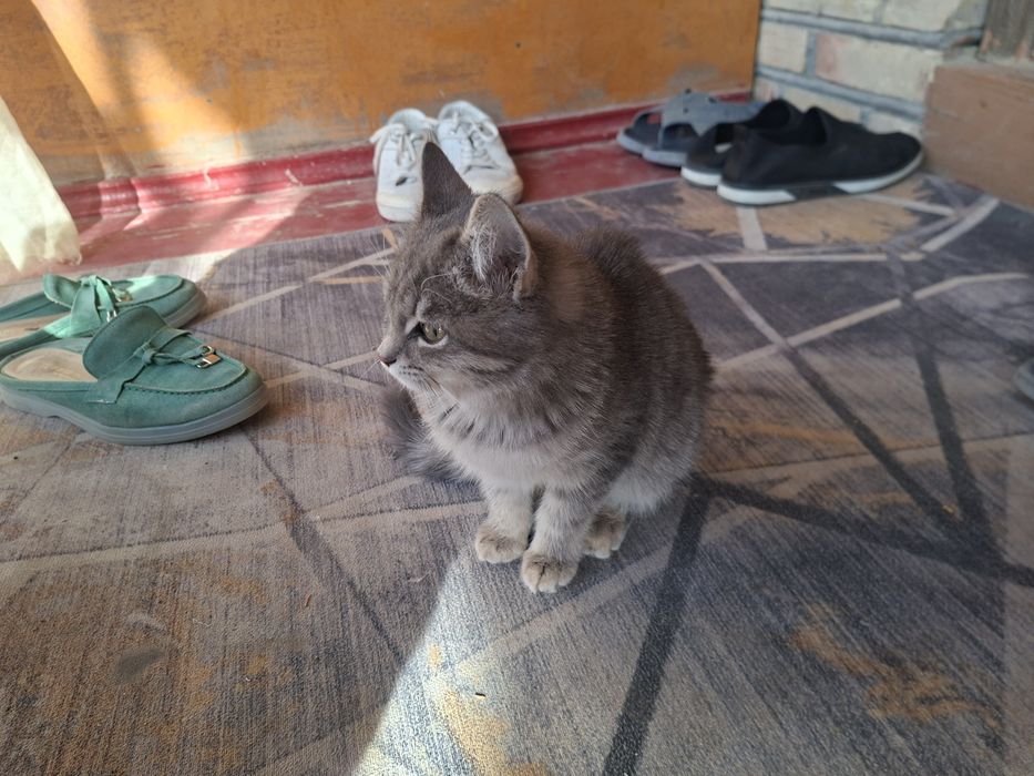 Котёнок в хорошие руки