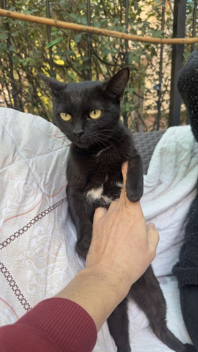 Котенок  девочка