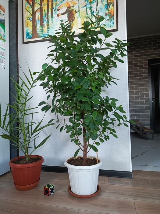 Фикус. Комнатное растение.