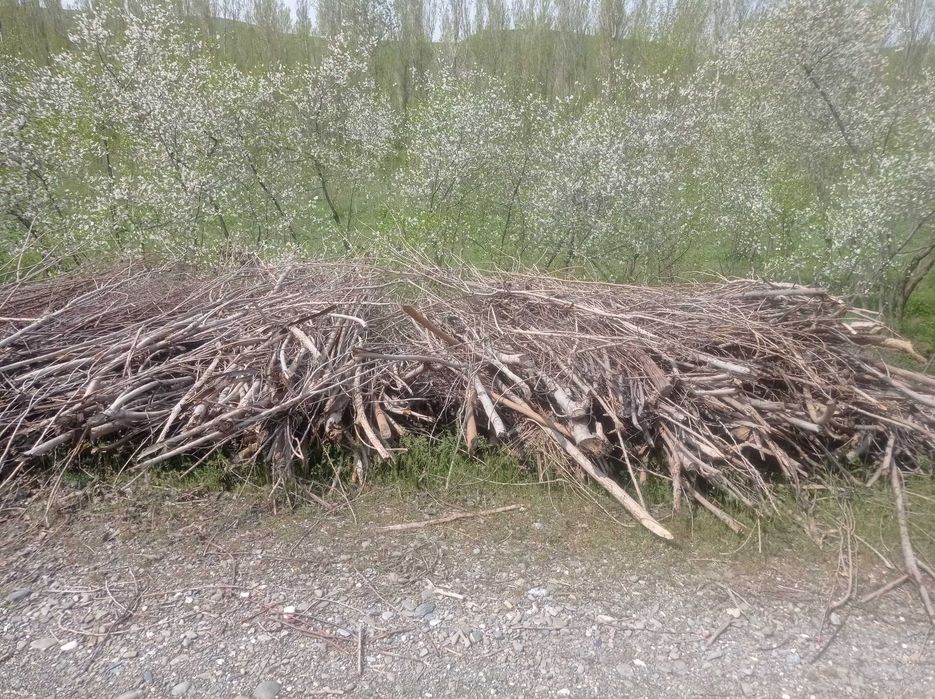 Shoh oʻtin sotiladi