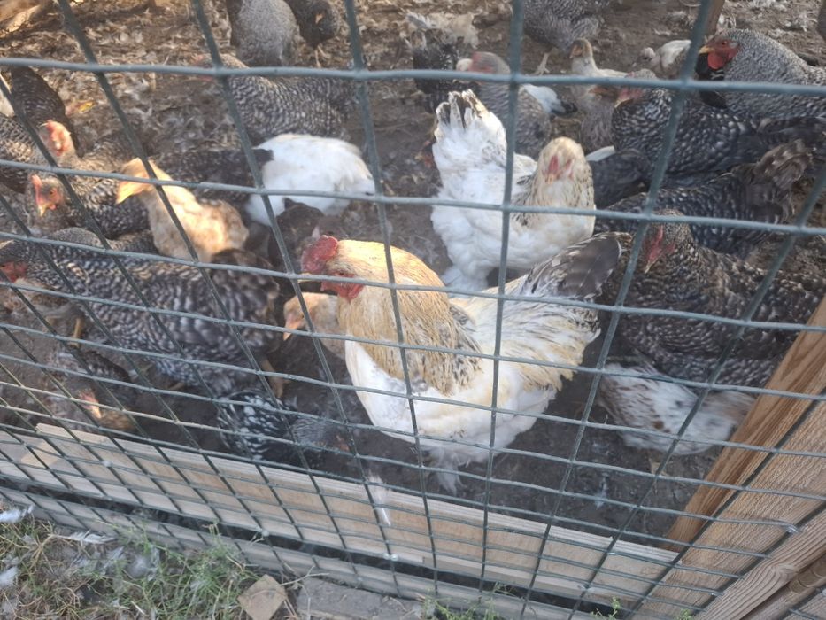 Продам домашний курей и петухов