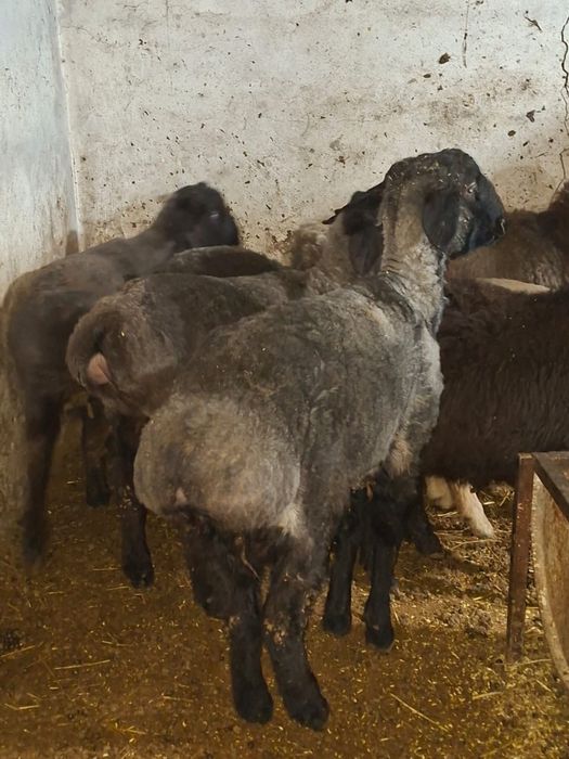 Продаю барановвв