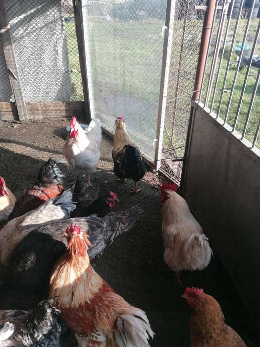 Петли свободно гледани