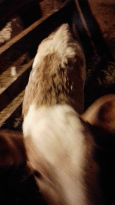 Продам месячную тёлочку.