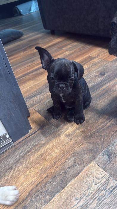 Продам французского бульдога