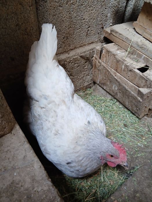 Продам домашних  кур