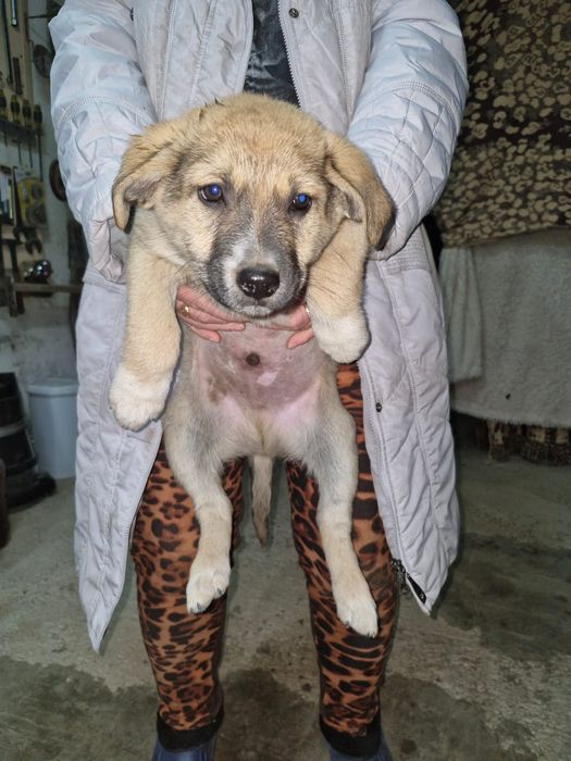 В добрые руки щенята