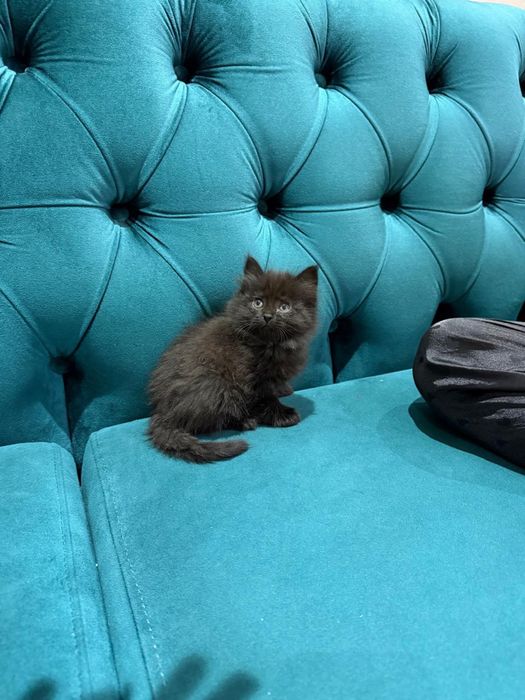 Котята в хорошие руки