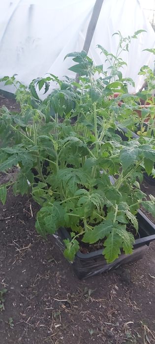 Продам Рассаду помидор