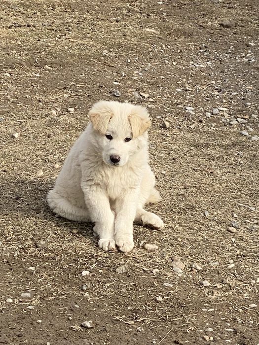 Алабай тобет күшік