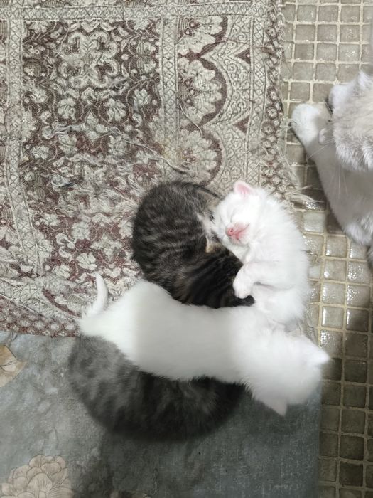 Котята, отдадим в добрые руки