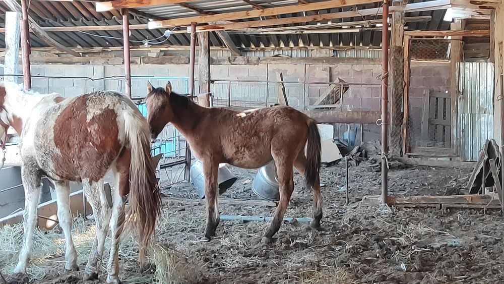 Продам кунан тай жылкы