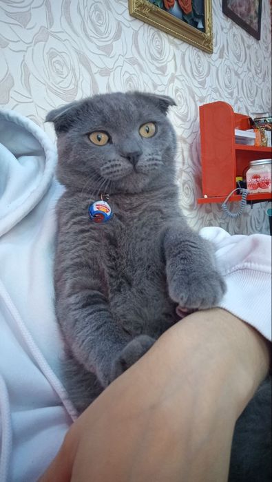 Ismi BARS 1,5 yosh oʻgil bola latokka orgatilgan