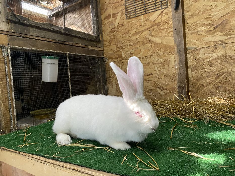 Femele iepure uriaș german alb