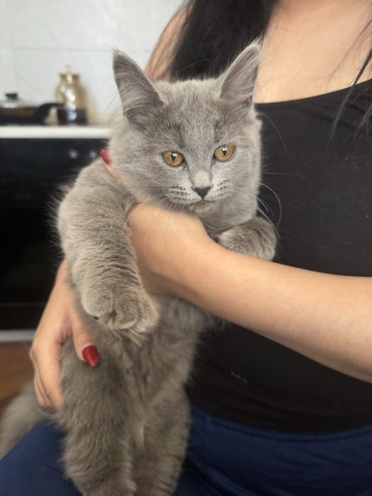 Продается Британский кот