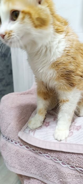 Котёнок девочка 4 месяца