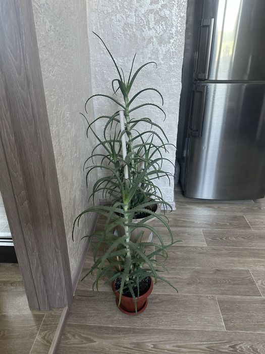 Лечебный Алое продам