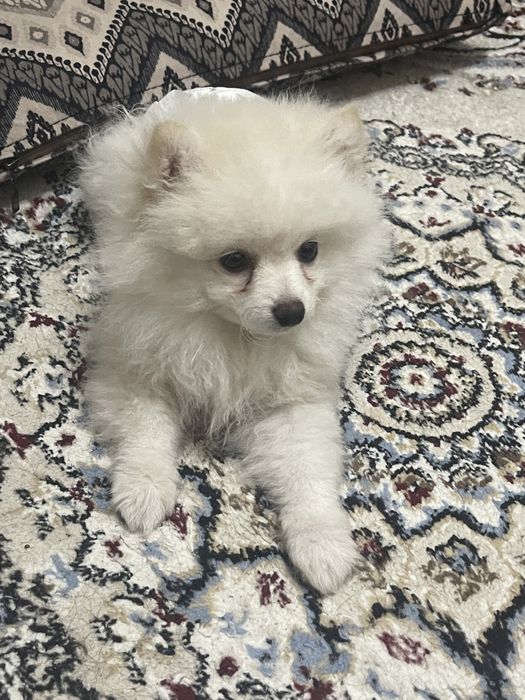 Шпиц девочка