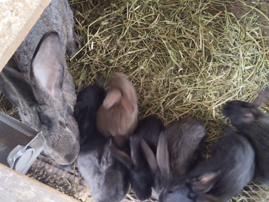 Quyonlar Flandr zotdor