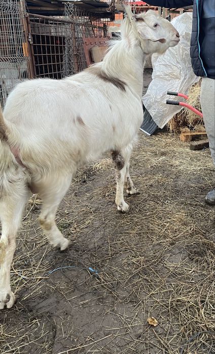 Țap anglonubian 2 ani