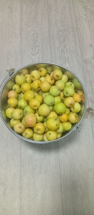 Продам яблоки уралка