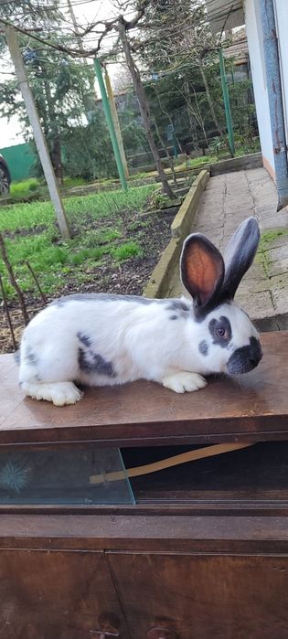 Зайци немска пеперуда