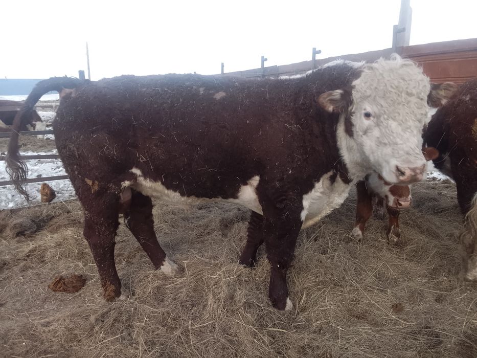 Продам Бык 1 категория