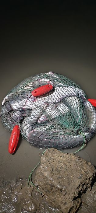 Судак фарш сатамын 2500 кг