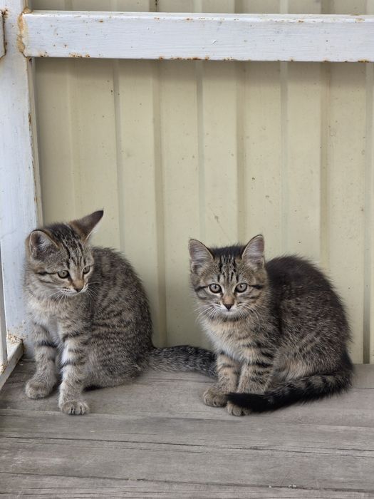 Отдам даром котят
