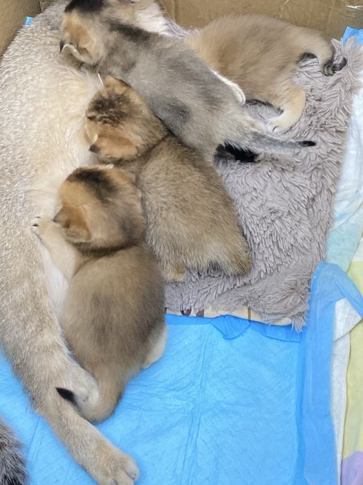 котята  шиншиллы