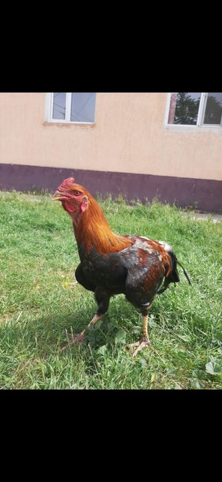 Кораз дакан сатлады