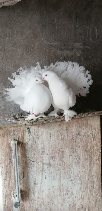 Porumbei rotati pereche
