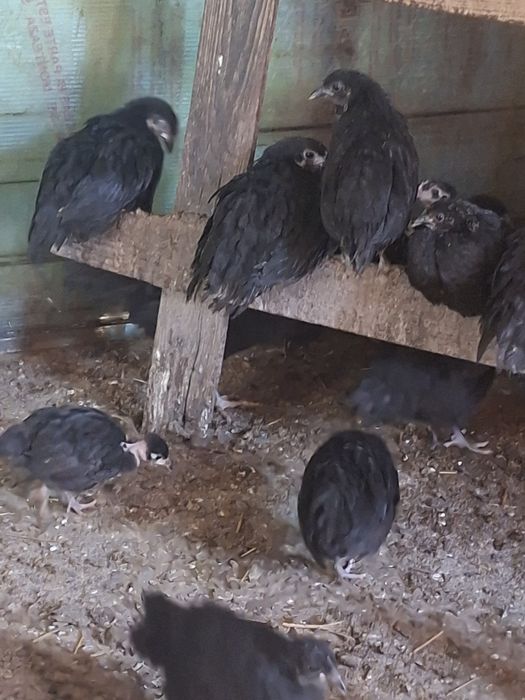 Gaini australorp
