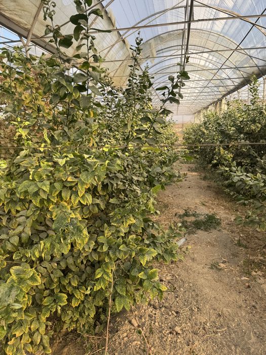 Lemon kochatlar bor 6 7 yilllik Limon hosilga kirgan