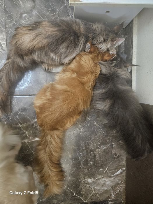 Полидакты мейнкуны