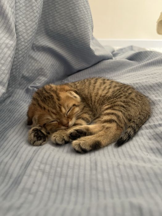 Шотландский котенок вислоухий
