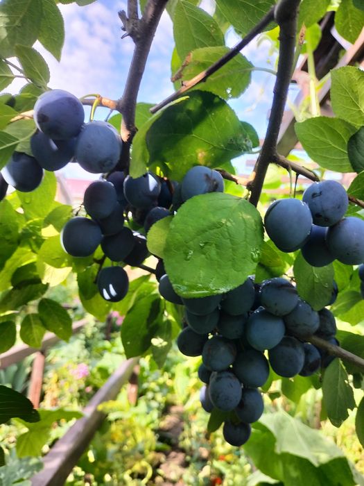 Сливы. Вишни. Яблони. Ели. Цветы.