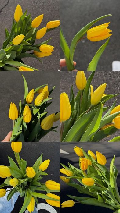 Свежие тюльпаны по выгодной цене