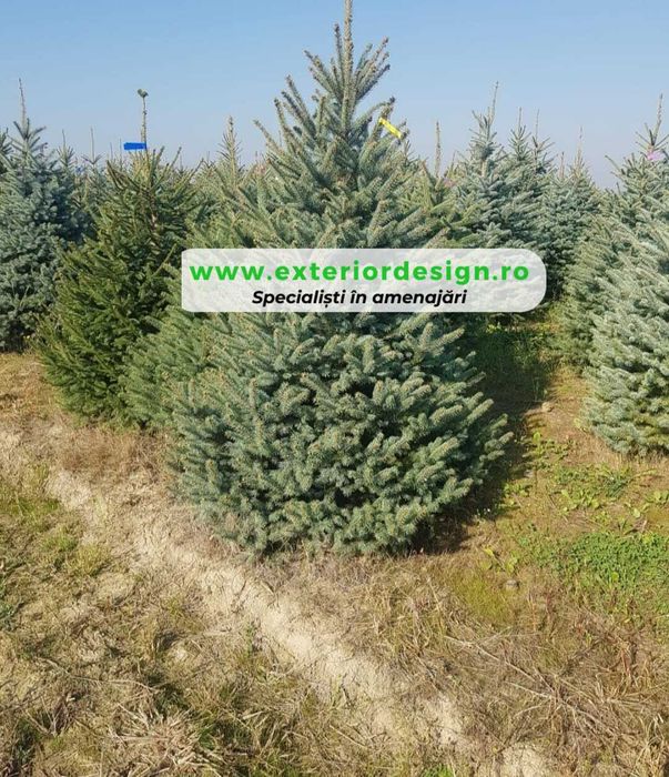 Plante Ornamentale de Umbra - Modele deosebite, Mesteacăn tei platani