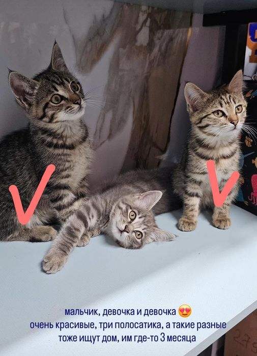 Отдам котят в хорошие руки