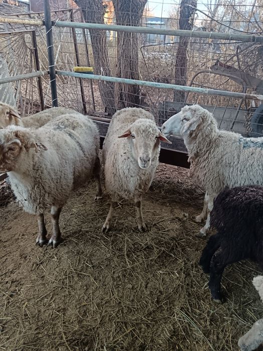 Семіз қойлар сатылады 70000 тенге