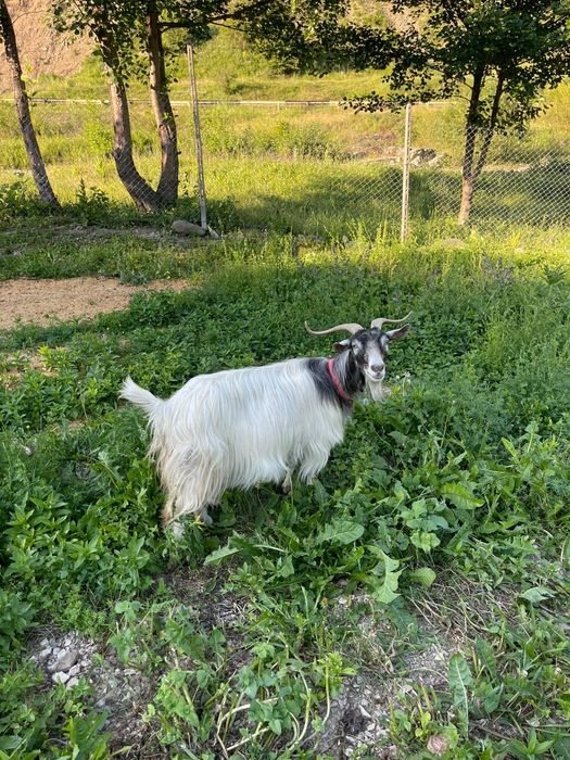 Vând țap și capră