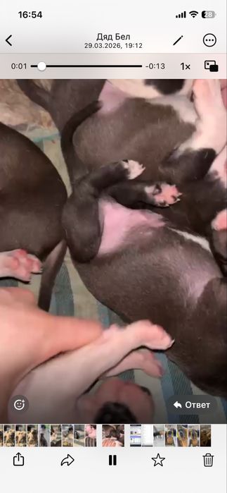 Питбуль щенок 2 мецяц