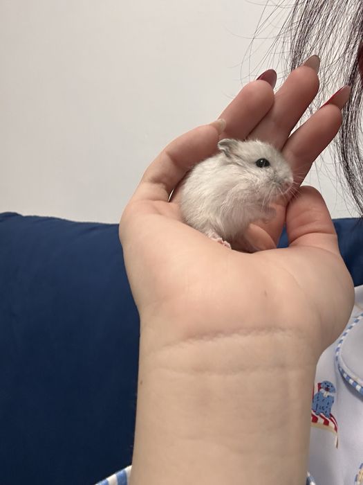 DONEZ de urgenta puiuti de hamster pitic rusesc