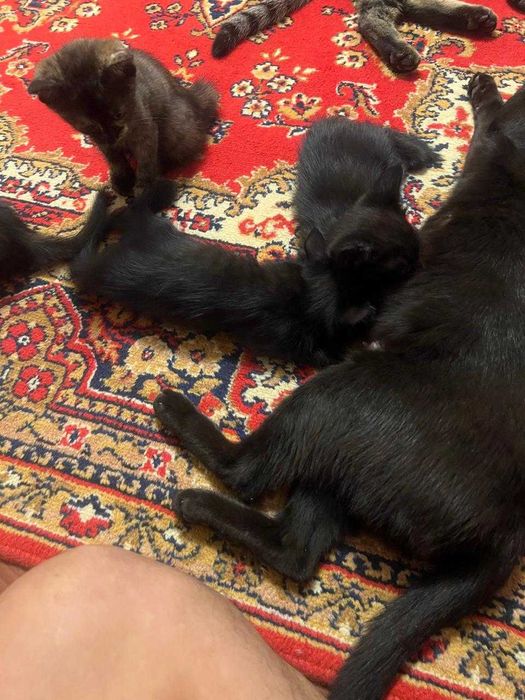 Котята в добрые руки. Шымкент