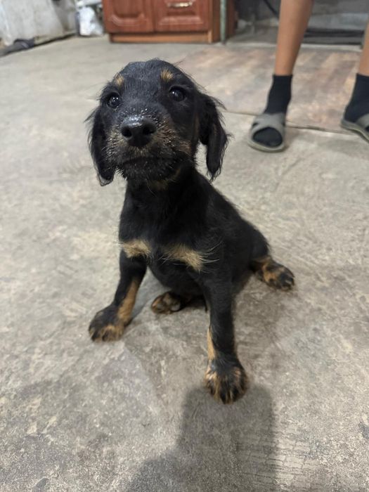 Продам щенок ягдтьер