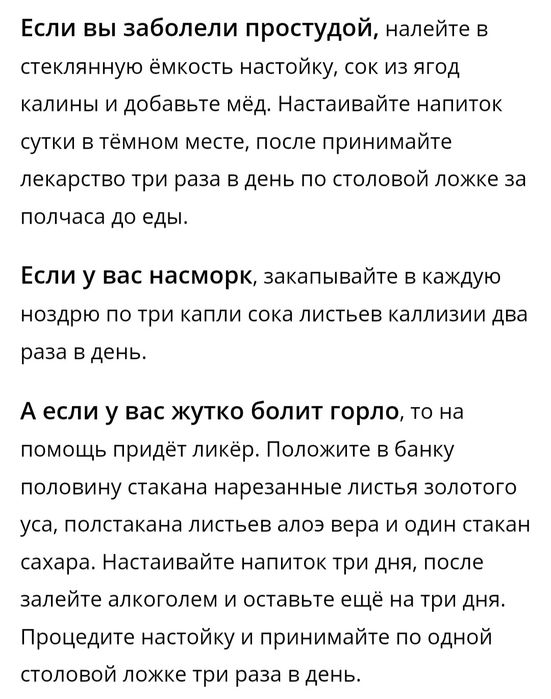 Растение золотой ус
