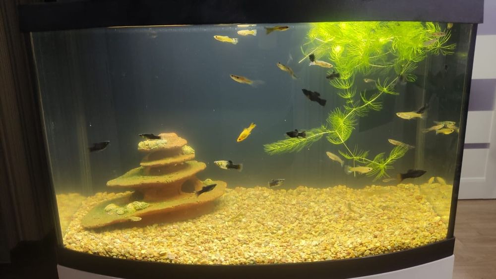 Продам аквариум AQUEL